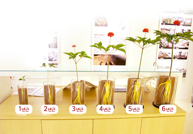ginseng yaşı